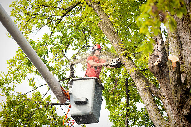 Professional Tree Services in Lamar, MO