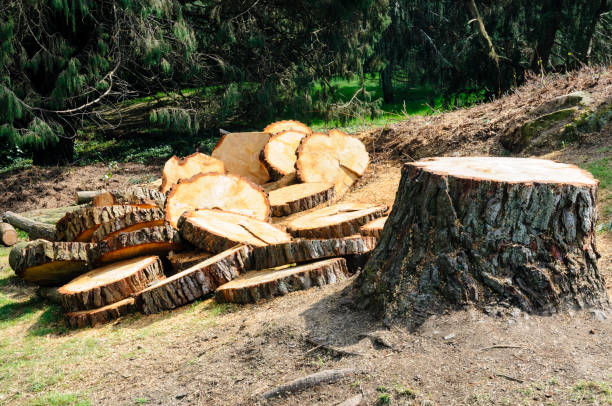 How Our Tree Care Process Works  in  Lamar, MO